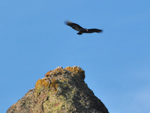 Condor California Pinnacles NP Hawkins Pk Monterey 17013005