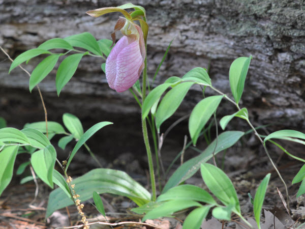 Lady's Slipper - an orchid. Camden, ME
