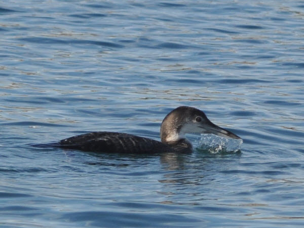 Pacific Loon Juvenile water sheeting off bill Mosses landing monterey 15120104
