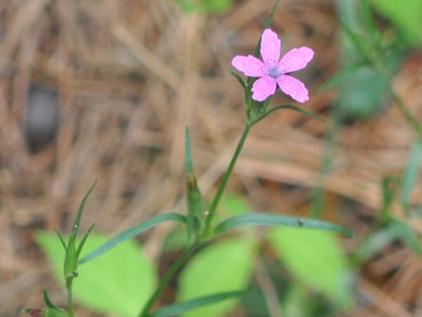 Slender marsh-pink