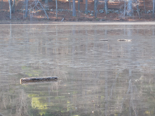 beaver cut log on ice estabrook 14112301