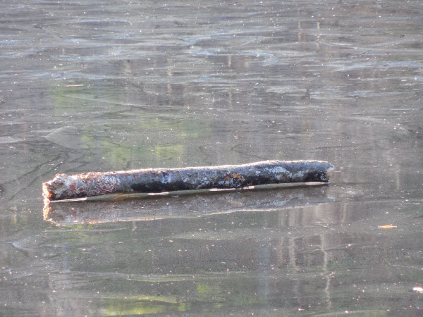 beaver cut log on ice estabrook 14112302