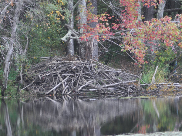 beaver lodge estabrook fall 131005