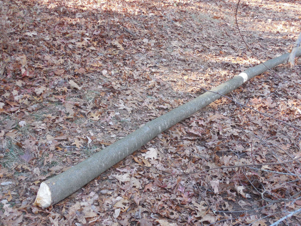 beaver measured cut of tree estabrook 14112301
