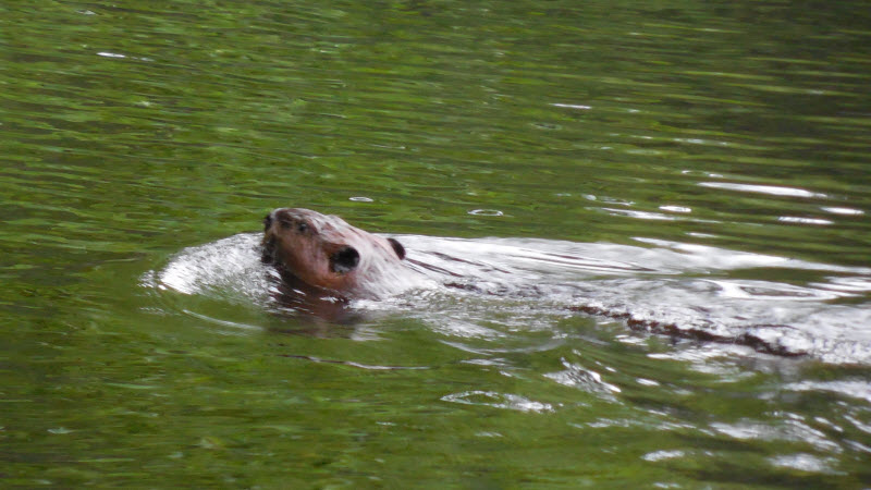 beaver swimming head punkataset 130608cr
