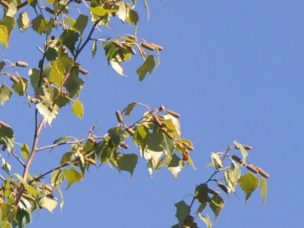 Detail of a branch on the right side of the tree in the image above, just above the mid-line.