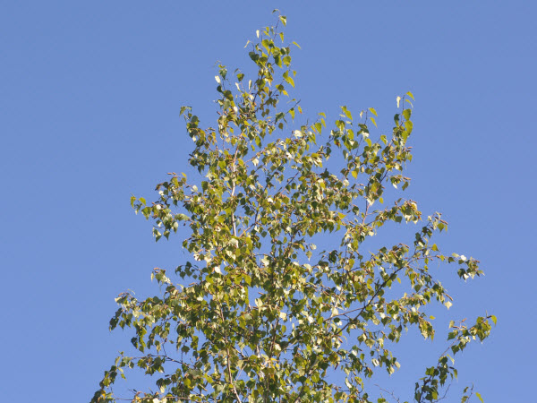 birch w fruit european weeping delaney 140914