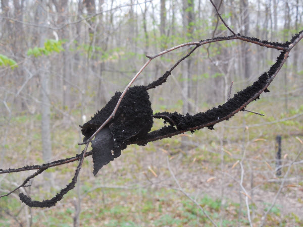 black sooty mold tree turkey run 14050102