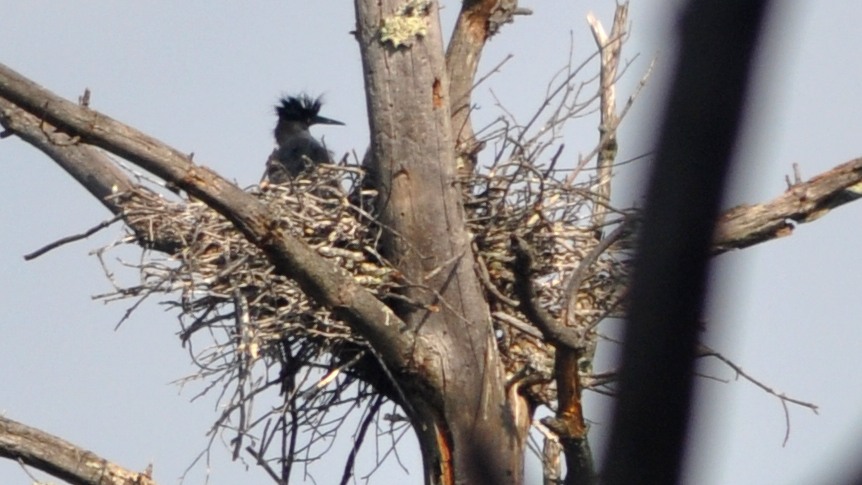 Love the punk haircut of this baby heron - one of three in the nest.