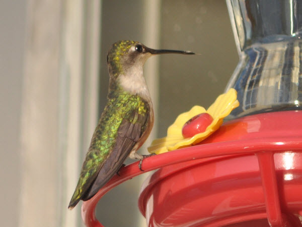 hummingbird feeder mere lea 15052402