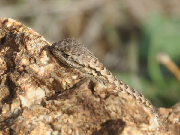 lizard on rock pfeiffer home monterey 13121502 detail