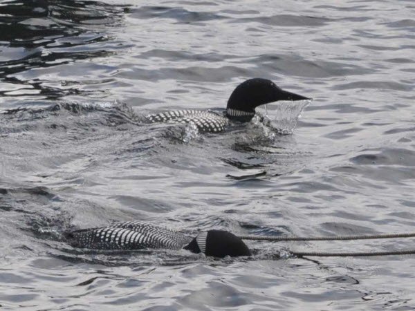 loon emerging water sheeting from bill 150629