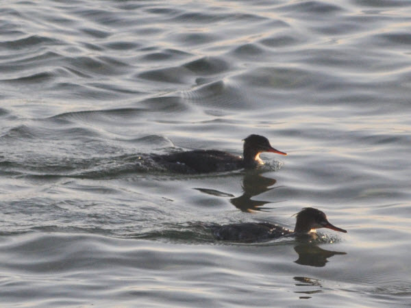 loons group monterey 13121405