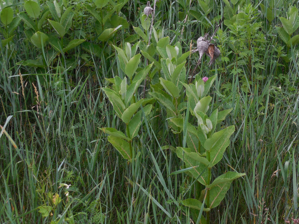 milkweed last years pods and new growth delaney 140610