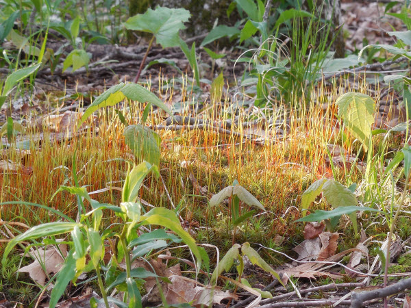 moss sporophytes and antheridia turkey run 140504