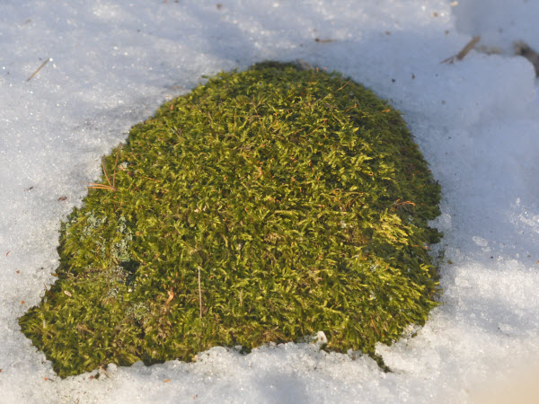 mossy rock in snow estabrook 131231