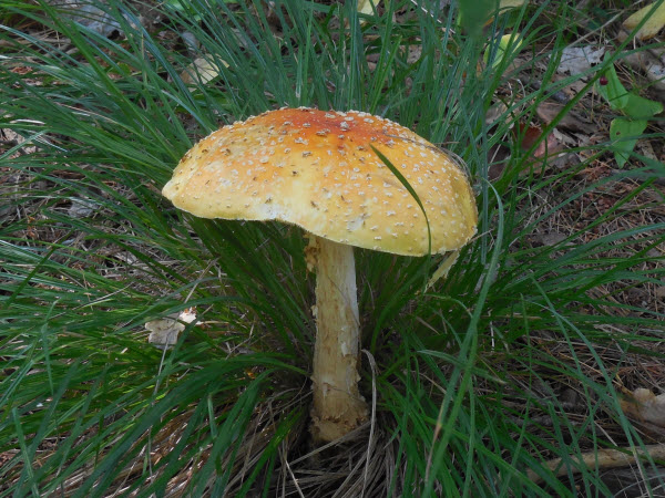 mushroom yellow estabrook 150920
