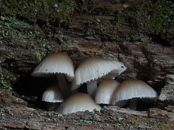 Mushrooms in Log