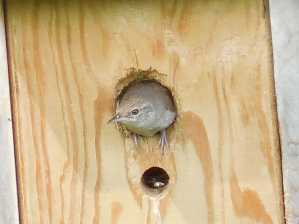 sparrow baby in bird house concord 140713