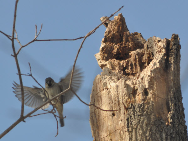 sparrow in flight 140315