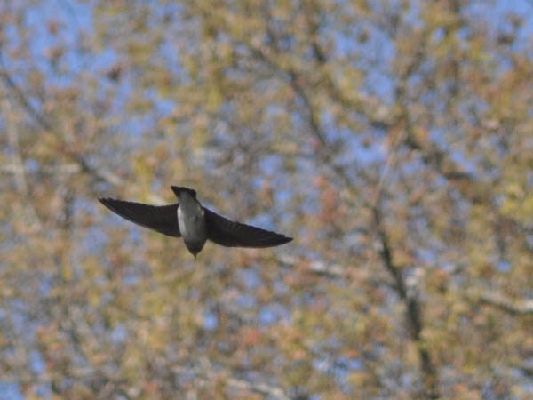 swallow in flight turkey run 14050405