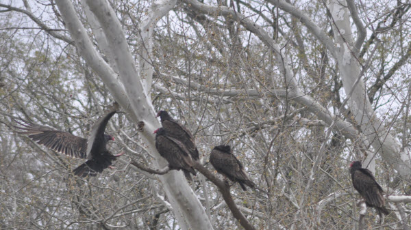 turkey vultures 5 in a tree turkey run 140501