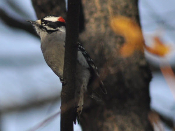 woodpecker Downy male backyard concord 14110807