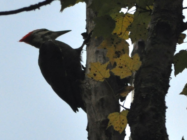 woodpecker piliated mere lea ME 14092915