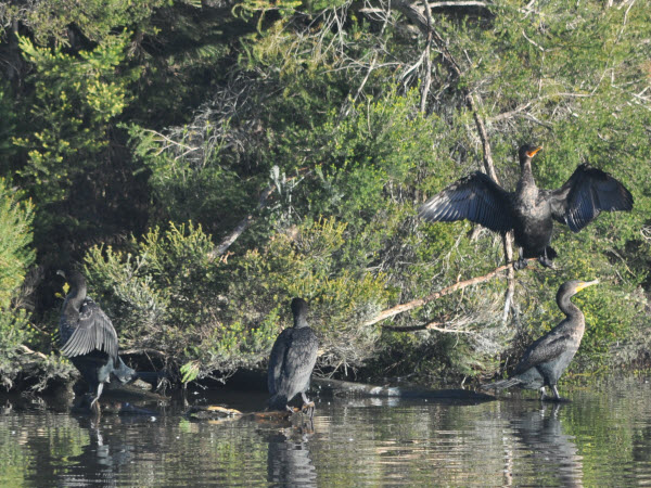 cormorants wings drying morning monterey 17020401