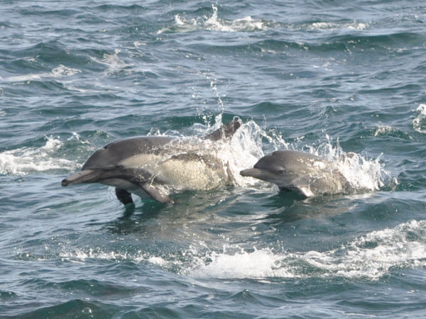 dolphin pod whale watch sea goddess monterey 17012908