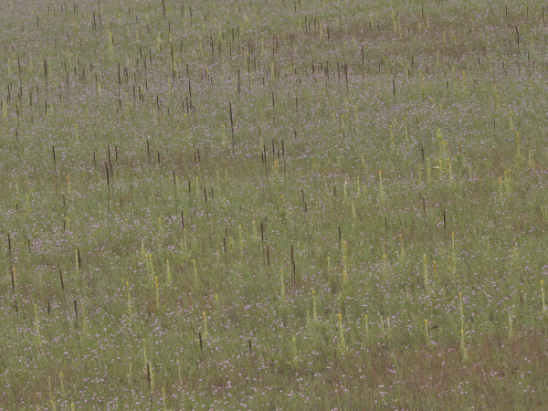 arid field common mullien delaney 15072502