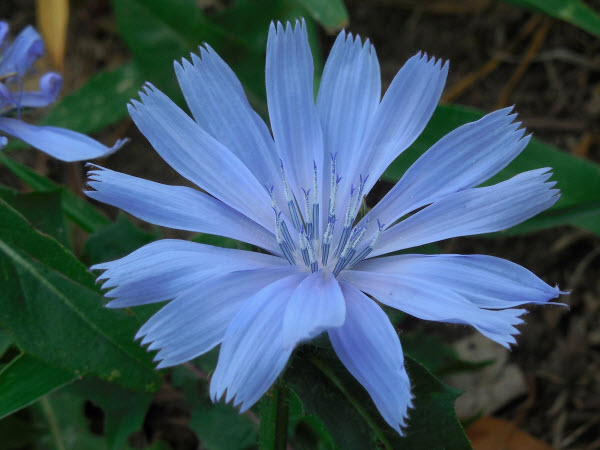 chicory composite flower daisy family westford 15082202