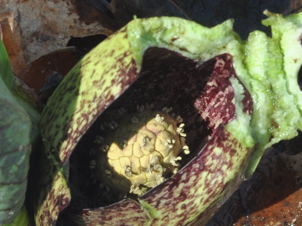 skunk cabbage spathe spadix leaf estabrook 17041603