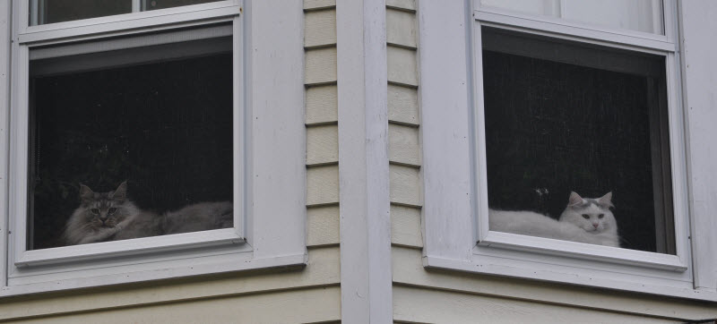 cats casper lucious in window 131005cr