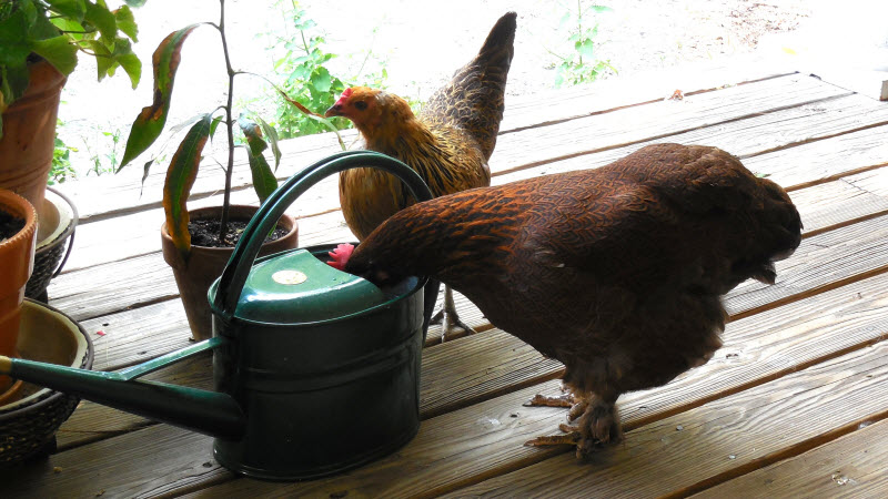 chickens drinking from watering can concord 140705cr