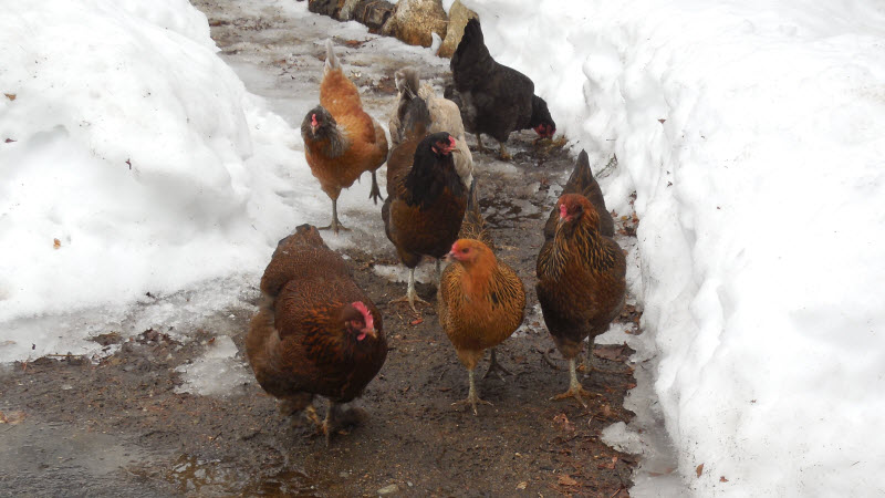 chickens in snow path 140223cr