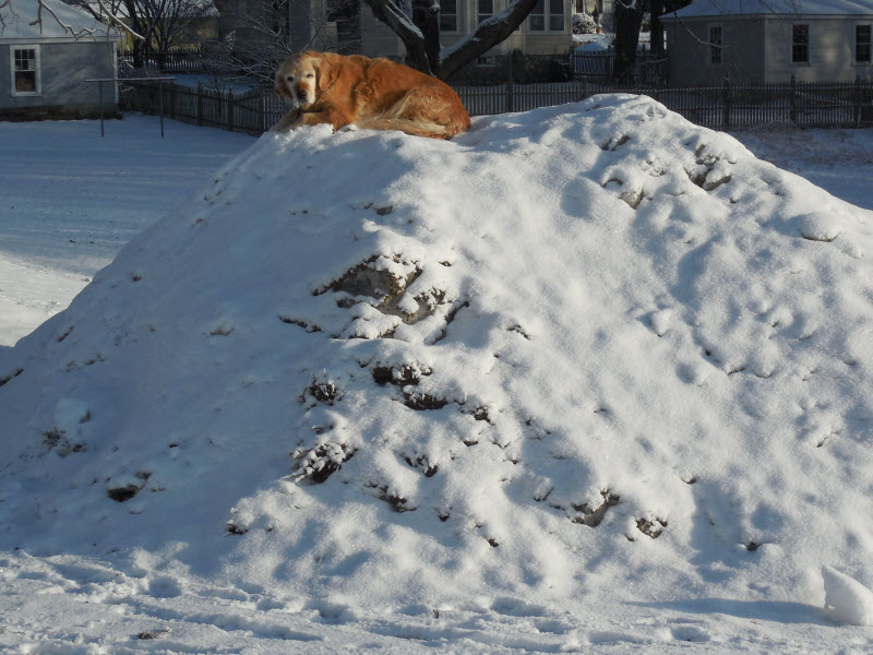 cleo on snow pile soccer field 140216cr