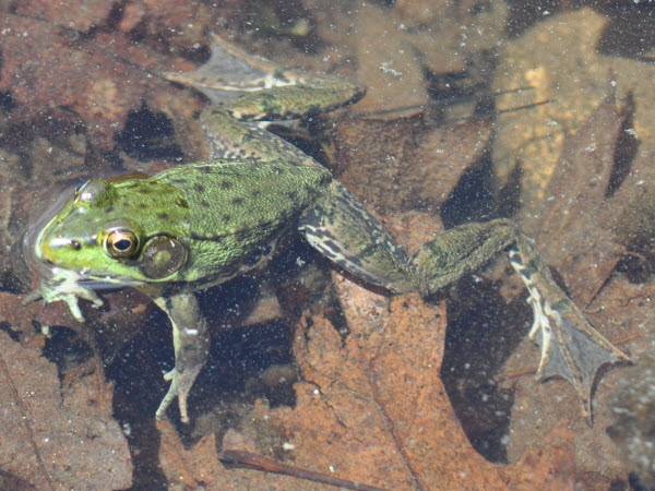 frog Green in stream delaney 14060702
