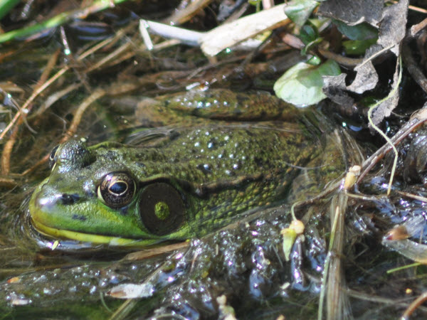 frog green male tympanum dorsolateral fold backyard concord 17043001