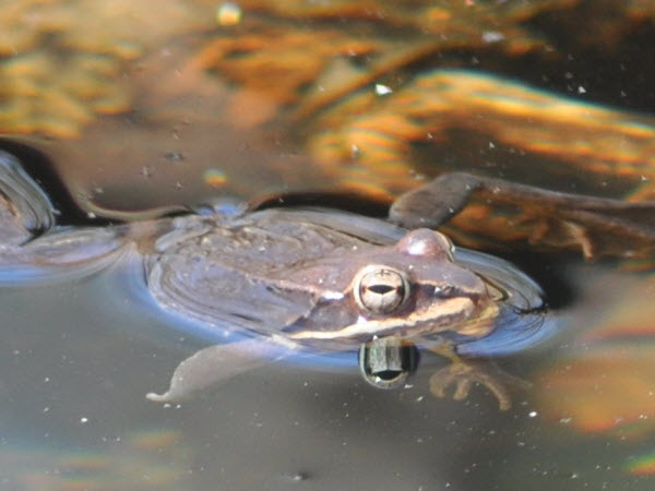 frogs spring pond estabrook 15041103