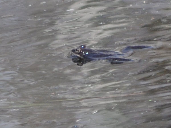 frogs spring pond estabrook 15041110