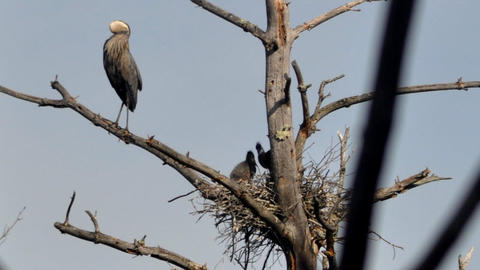 heron and nest w two heads estabrook 14062901cr