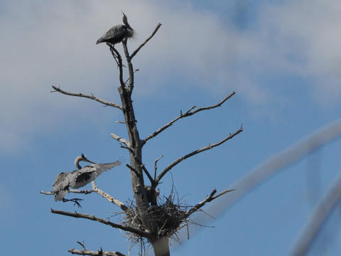 heron nest arrival estabrook 15042501
