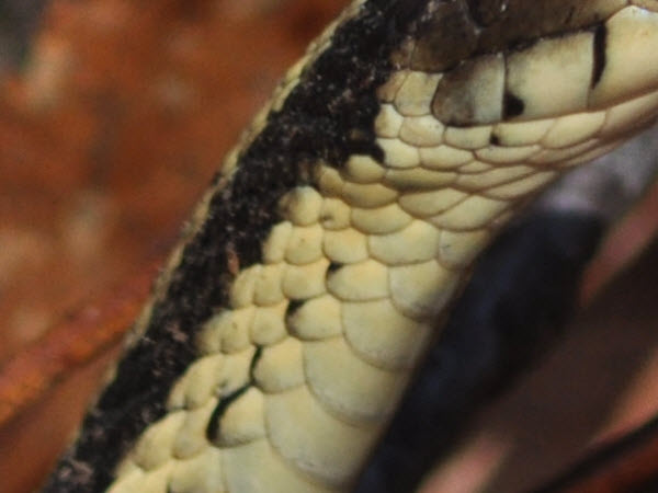 snake common garter side estabrook 17041602 not keeled