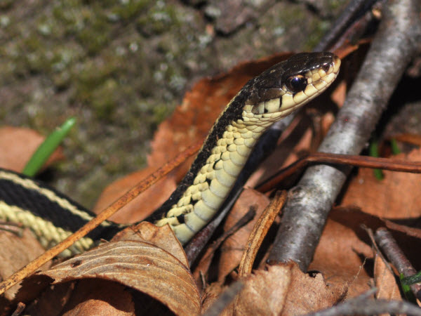 snake common garter side estabrook 17041602