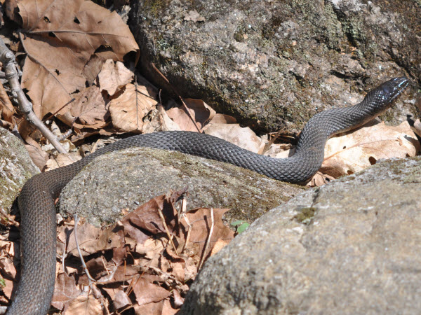 snake northern water estabrook 150425