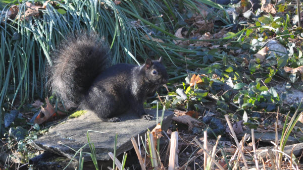 squirrel black backyard concord 15010103