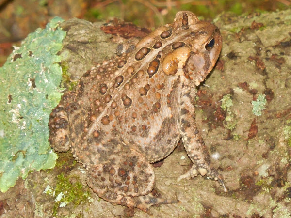 toad Estabrook log 130901