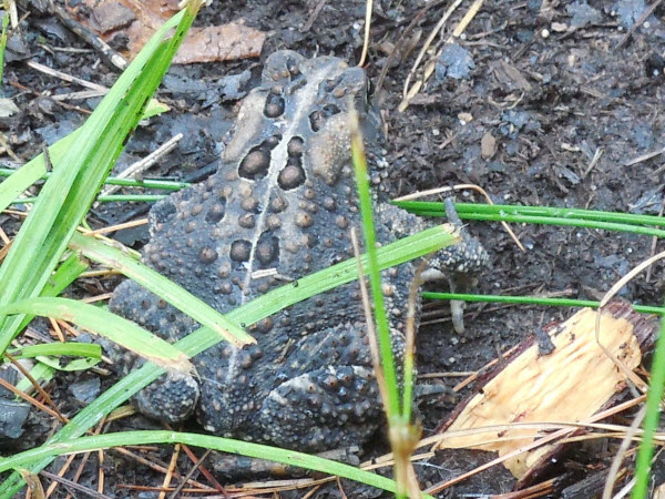 toad camouflage estabrook 14080201