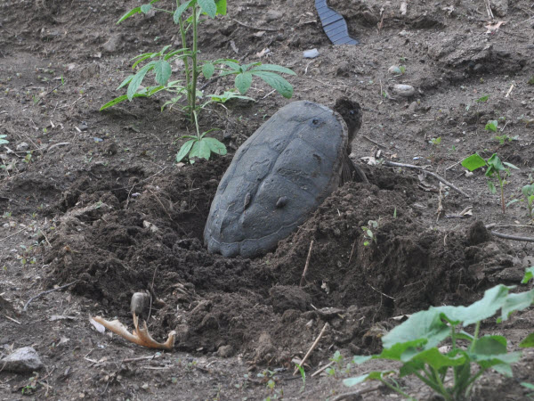 turtle snapping laying egg in garden assabet river concord 16061609